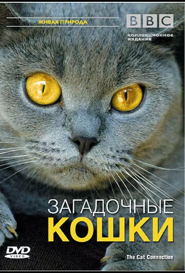BBC: Загадочные кошки